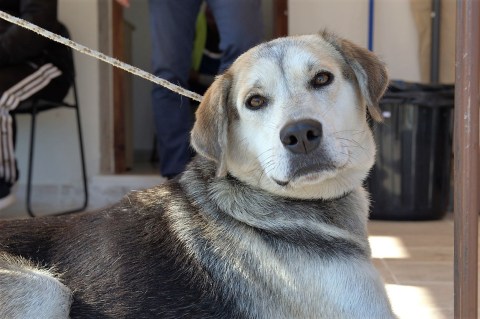 perithalpsi_adespoton_2017_DSC_4552